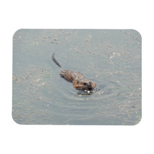 Baby Muskrat Flexible Foto Magnet