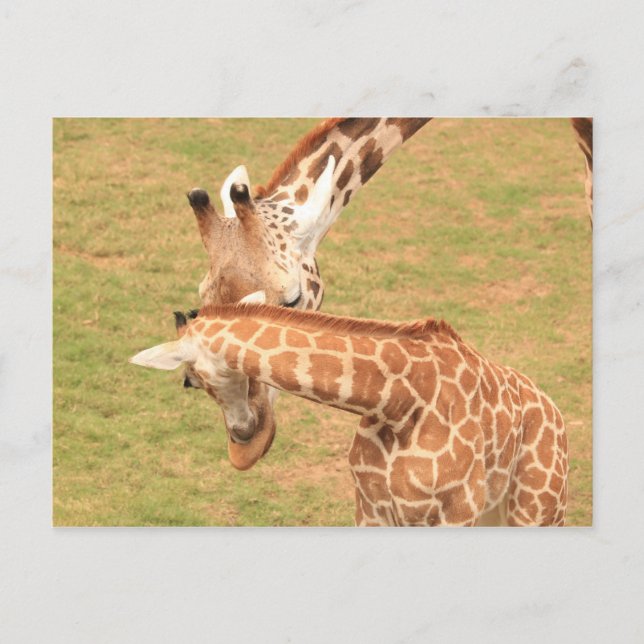 Baby & Mutter Giraffe #3 Postkarte (Vorderseite)