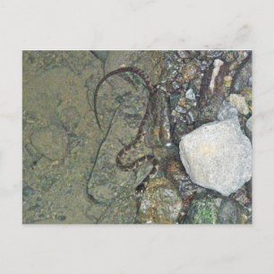 Baby Northern Water Schlange (Nerodia sipedon) Art Postkarte