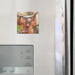 Baby Orang-Utan Verbindung Magnet