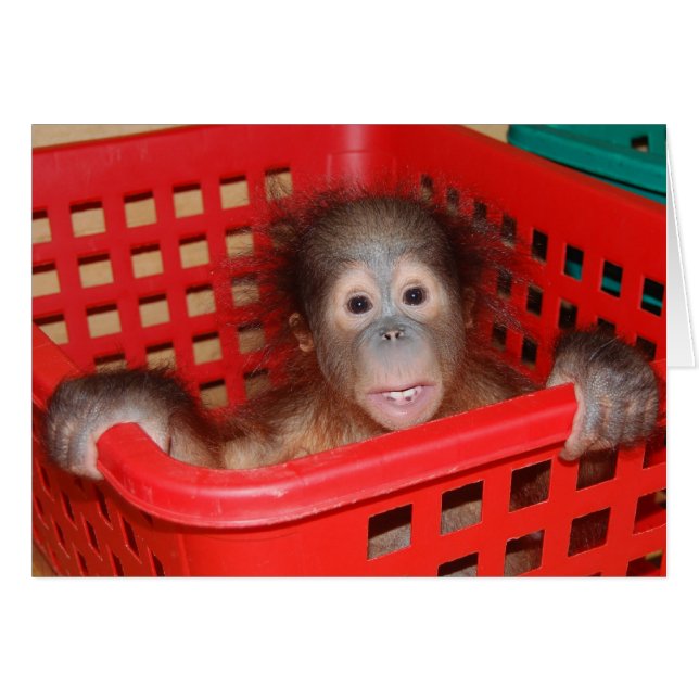 Baby-Orang-Utan Waise (Vorderseite (Horizontal))