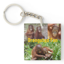 Baby-Orang-Utans in Borneo