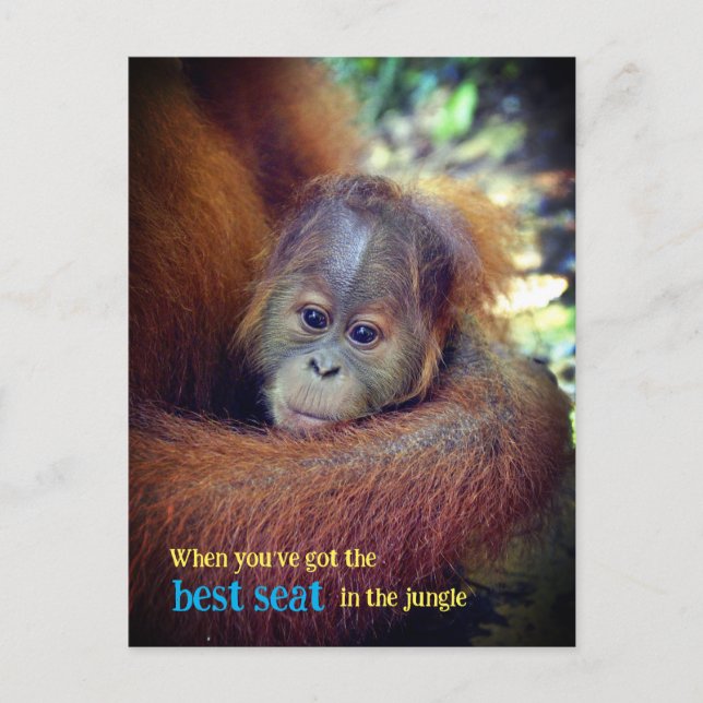 Baby Orangutan Feiertagspostkarte (Vorderseite)