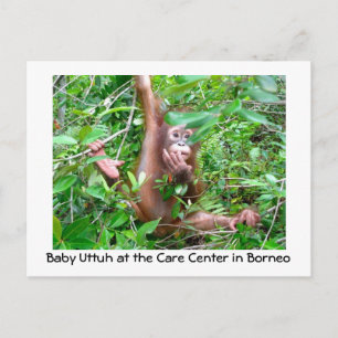 Baby Orangutan im indonesischen Regenwald Postkarte