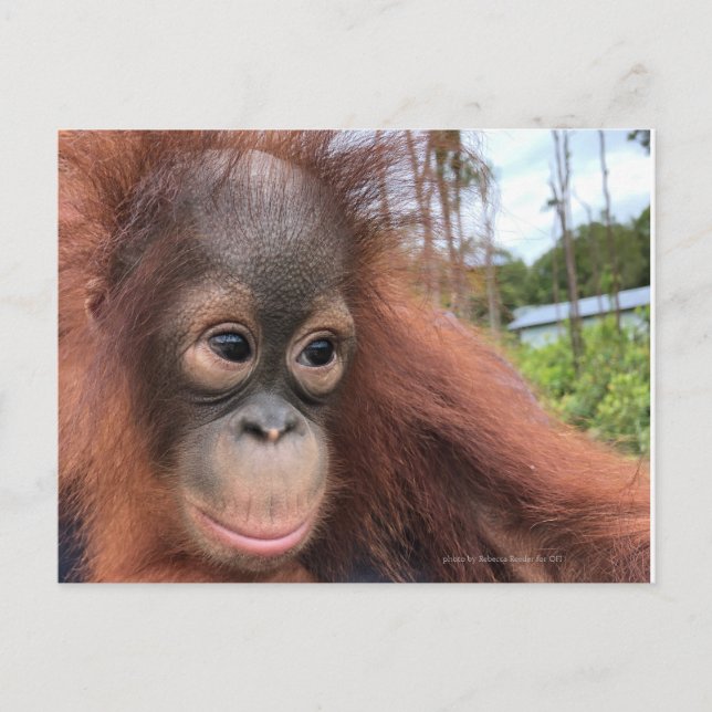 Baby Orangutan in Borneo Postkarte (Vorderseite)