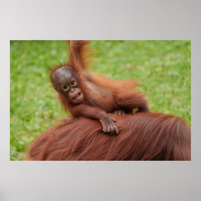 Baby Orangutan Joy Poster (Vorne)