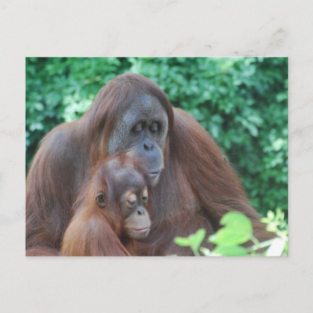 Baby Orangutan mit Mutter Postkarte (Vorderseite)