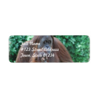 Baby Orangutan mit Muttermarken