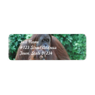 Baby Orangutan mit Muttermarken