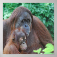 Baby Orangutan mit Mutterplakat
