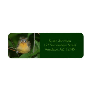 Baby Oriole Bird Animal Address