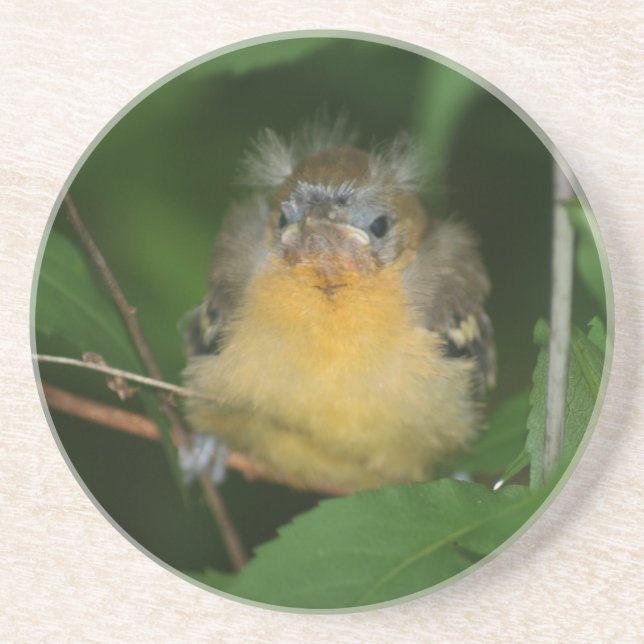 Baby Oriole Bird Animal Untersetzer (Vorne)
