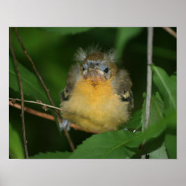 Baby Oriole Fledgling Bird Poster