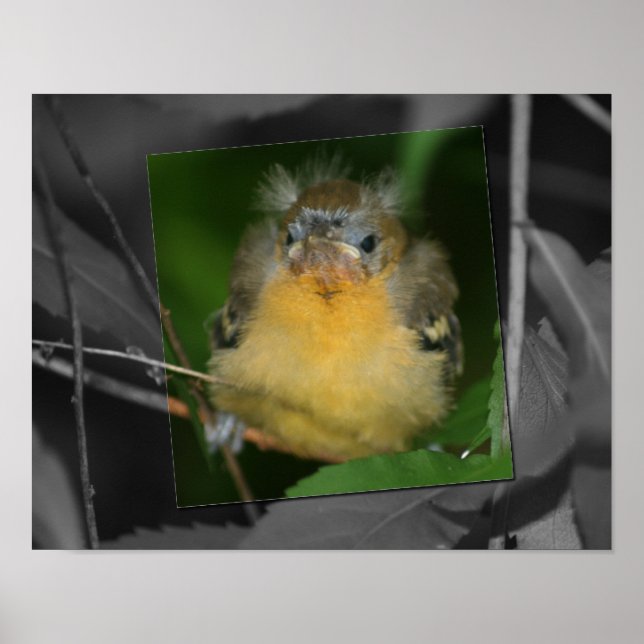 Baby Oriole Fledgling Bird teilweise Farbe Poster (Vorne)