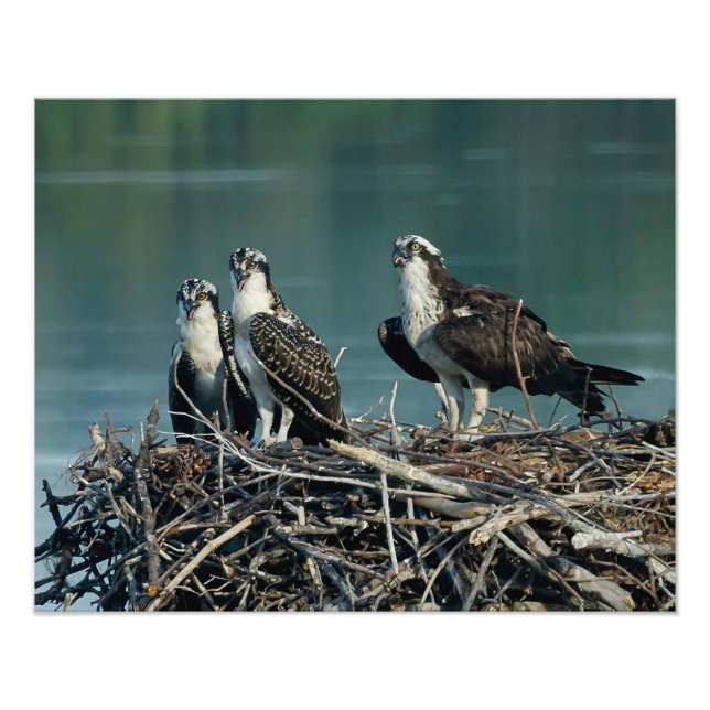 Baby Osprey Fotodruck (Vorne)