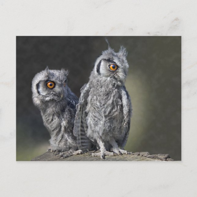 Baby Owls Postcard Postkarte (Vorderseite)