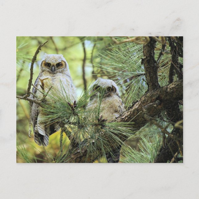 Baby Owls Postkarte (Vorderseite)