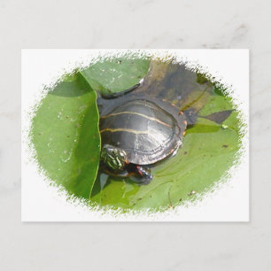 Baby Painted Turtle auf Lilypad Items Postkarte