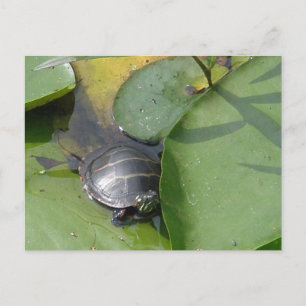 Baby Painted Turtle auf Lilypad Items Postkarte
