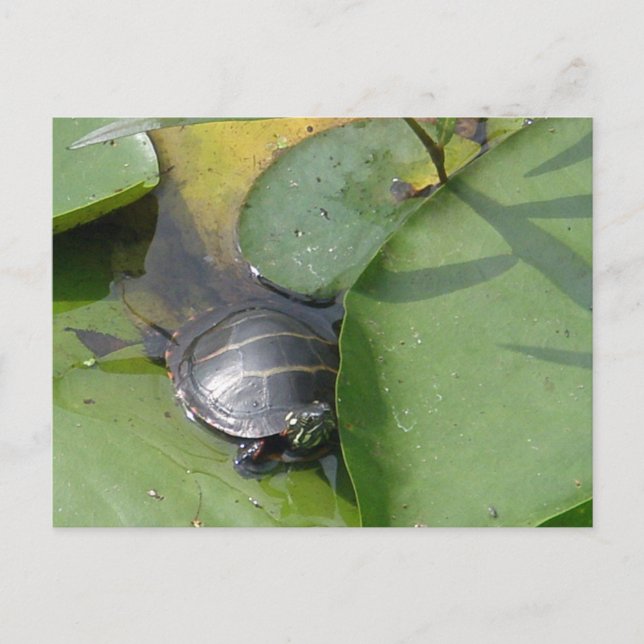 Baby Painted Turtle auf Lilypad Items Postkarte (Vorderseite)