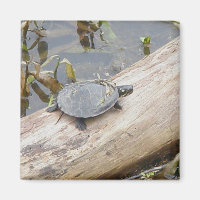 Baby Painted Turtle Magnet