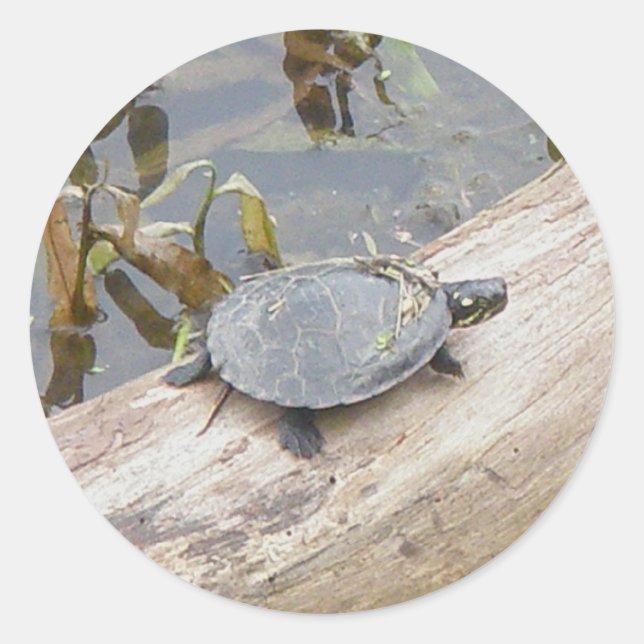 Baby Painted Turtle Stickers (Vorderseite)