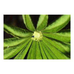 Baby Palm Pflanze von Shirley Taylor Fotodruck
