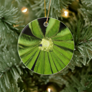 Baby Palm Pflanze von Shirley Taylor Keramik Ornament