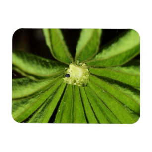Baby Palm Pflanze von Shirley Taylor Magnet
