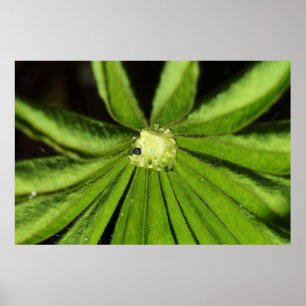 Baby Palm Pflanze von Shirley Taylor Poster