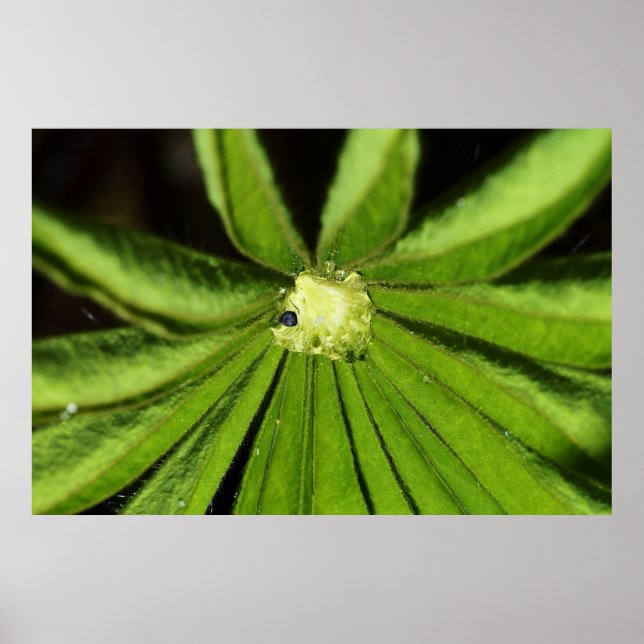 Baby Palm Pflanze von Shirley Taylor Poster (Vorne)