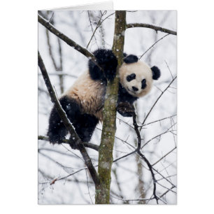 Baby-Panda im Baum