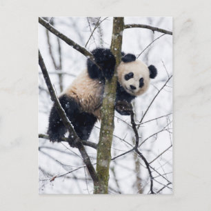 Baby-Panda im Baum Postkarte