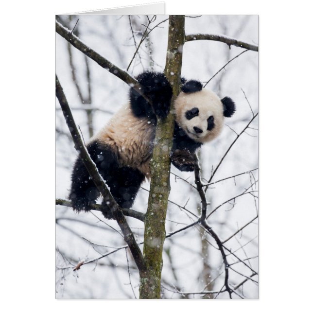 Baby Panda in Tree (Vorne)