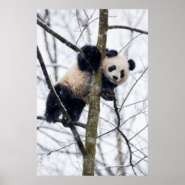 Baby Panda in Tree Poster (Vorne)