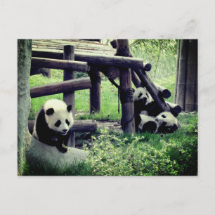 Baby Pandas im Zoo Postkarte