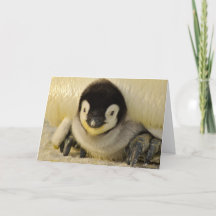 BABY-PENGUIN-BABYKARTE
