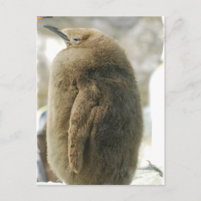 Baby Penguin Postcard Postkarte (Vorderseite)