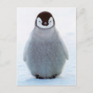 Baby Penguin Postkarte