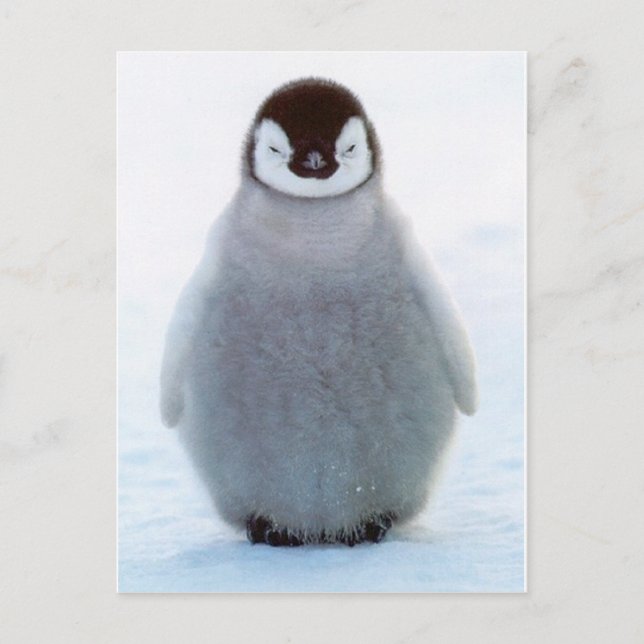 Baby Penguin Postkarte (Vorderseite)