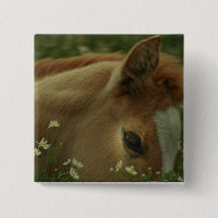 Baby-Pferdequadrat-Button