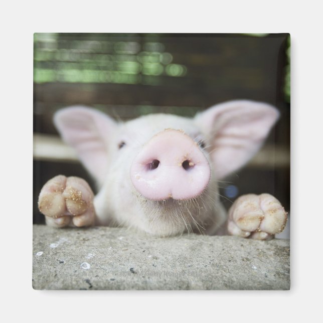 Baby Pig in Pen, Piglet Magnet (Vorne)