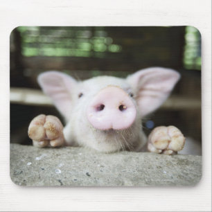 Baby Pig in Pen, Piglet Mousepad