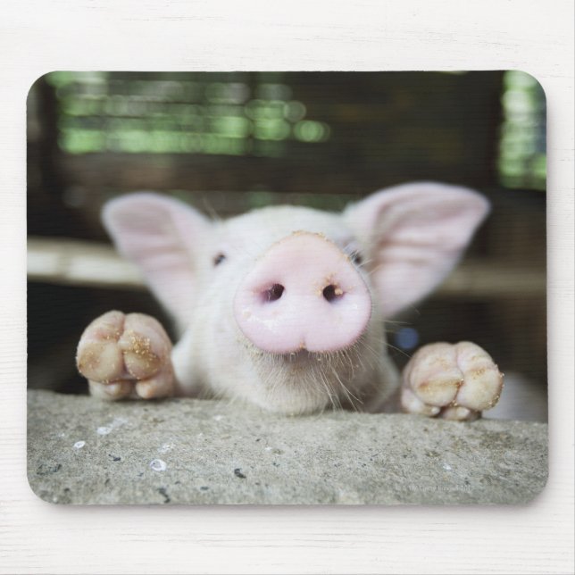 Baby Pig in Pen, Piglet Mousepad (Vorne)