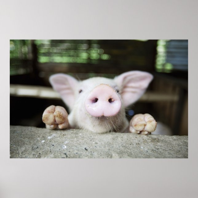 Baby Pig in Pen, Piglet Poster (Vorne)