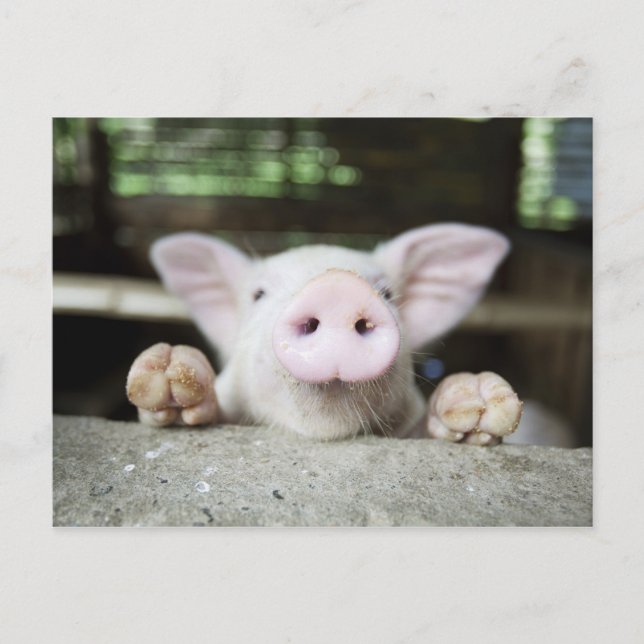 Baby Pig in Pen, Piglet Postkarte (Vorderseite)