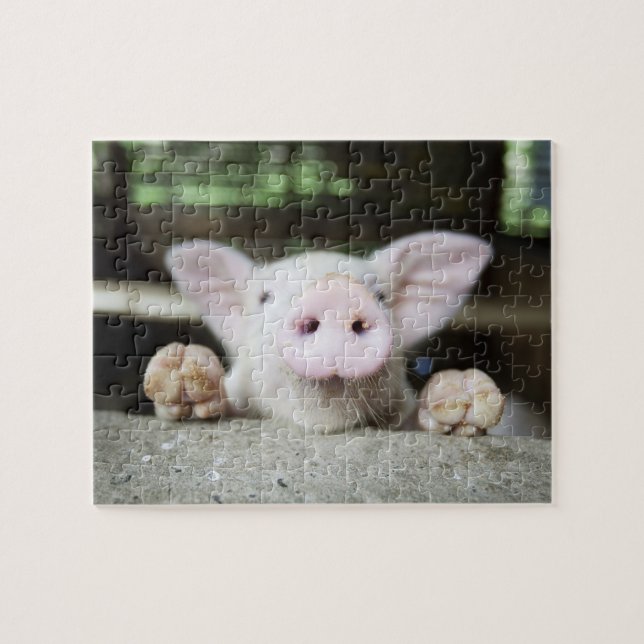 Baby Pig in Pen, Piglet Puzzle (Horizontal)