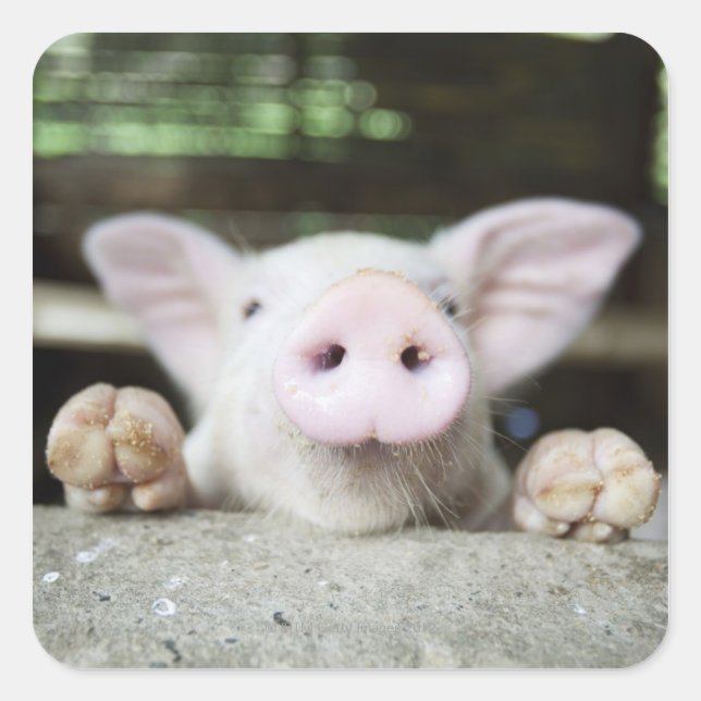 Baby Pig in Pen, Piglet Quadratischer Aufkleber (Vorderseite)