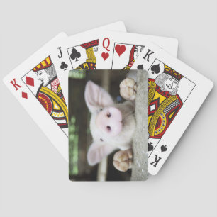 Baby Pig in Pen, Piglet Spielkarten