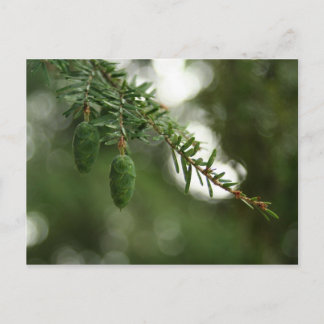 Baby Pine Cones Postkarte